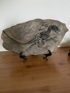 小恐龙化石标本