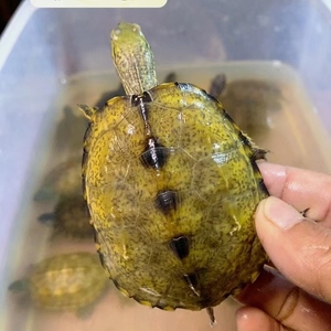 日石龟杂喉.要多少只,拍下付款再选龟.