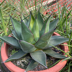 龙舌兰 厚叶亚利桑娜