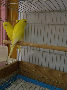 黄红眼虎皮鹦鹉最后一只母鸟,成年鸟6个月大