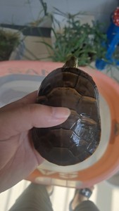 东部锦龟,三年亚成,全品,自然冬眠,体质极好,纯腹,色泽还不