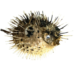 天然贝壳海螺刺豚鱼标本 泡芙老师 超大气鼓鱼挂件海洋鱼皮家居