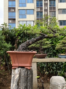 大阪松盆景 一盆粗壮回头式大阪松盆景 姿态妖娆 八方根盘 长