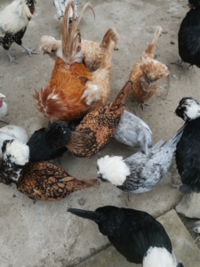 波兰鸡 黄波兰帽子  红波兰帽子  白头翁帽子  薰衣草色白