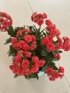 长寿花-凯特斯,大苗一盆,图一是开花图,图二发货图,18元包