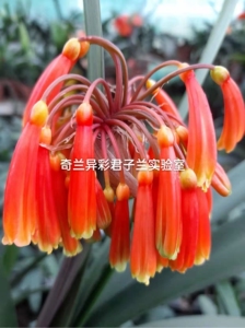 壮丽奇异南非原生精品君子兰展示,南非原生君子兰六大原生品种