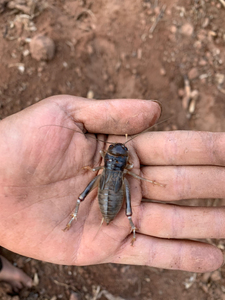 蝈蝈,大蟋蟀,斗蟋蟀鸣虫,花生大蟋有若虫成虫都有超低价