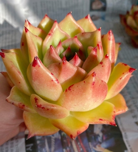 韩国多肉,皮蛋东云,皮蛋多肉,它是黄色体?橘色体?经典品种特