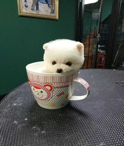茶杯犬俊介 白色球体小博美,长不大狗狗.