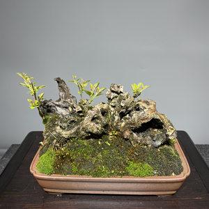 天然矮霸枯板黄荆老桩,碳化坨坨.