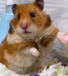 (30元一只虎纹熊包邮到家)宠物店不开了金丝熊仓鼠活体幼崽小