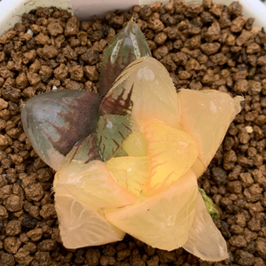 【40号紫镜玉露锦】一物一拍