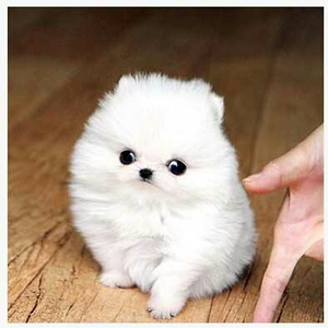 茶杯犬俊介犬长不大小狗活体博美幼犬小型袖珍犬比熊柯基宠物狗狗