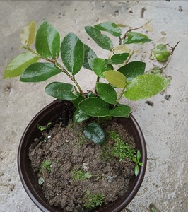 霹雳果苗木莲豆腐籽凉粉籽爱玉籽手搓冰粉籽石木瓜苗带盆发货