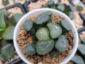 翠星 名品万象 多肉植物 翠星万象,特征明显,状态好,新叶已