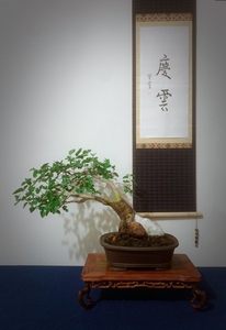 000人付款淘宝悬崖小叶果桑盆景老桩,日本姬果桑微