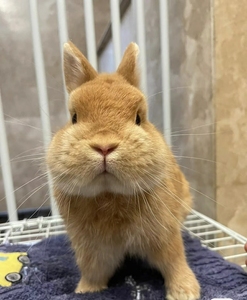 兔子侏儒兔活物小型宠物迷你茶猫猫垂耳活长不大活杯体小白兔物千影