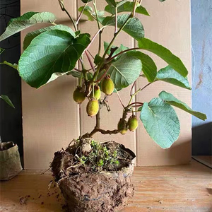 猕猴桃苗盆栽原土带叶子庭院种植地栽嫁接红心软枣猕猴桃树果苗