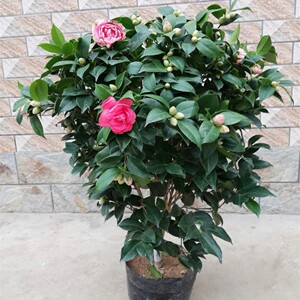 十色赤丹茶花盆栽