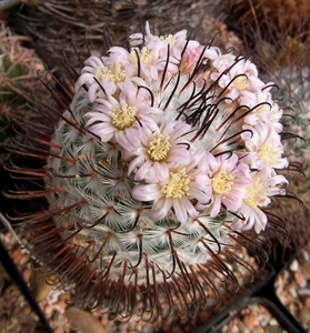 曲刺佩雷 曲刺佩蕾