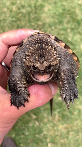 佛鳄 鳄龟 大鳄 北美 中美 龟 压成 原种 魔眼佛 白化佛