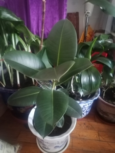 橡皮树黑金刚印度榕室内绿植民安小区自提高50cm