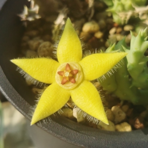 多肉植物 萝藦科 柠檬豹皮花