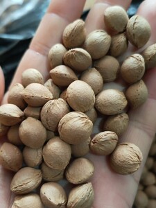 东北野生的小杏核,很小的,油性大 易上色,杏核,同树核散籽