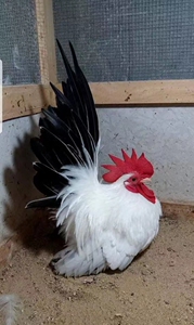 出售泰国矮脚鸡白桂鸡苗,帝王白鸡苗.