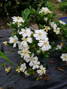 日本一寸法师栀子盆景盆栽素苗通过清誉与达摩栀子杂交,培育出特