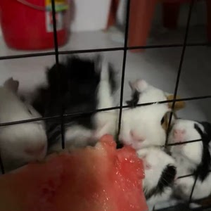 长逆毛妹妹荷兰猪豚鼠天竺鼠出,可同城自提#仓鼠类小宠#宠物