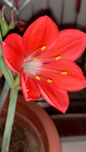 大白心紫根兰.每年春秋可开两季花,花期陆续一个多月,供暧地区