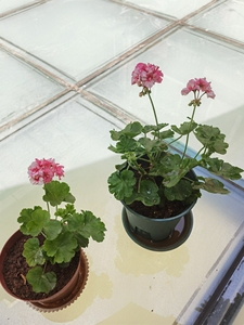 【天竺葵茶美人】天竺葵茶美人品牌,价格 - 阿里巴巴