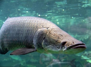 收退坑的巨骨舌鱼,海象,招财猫鱼各种食肉大型鱼