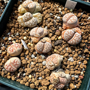 生石花黄金线c63b(种子)