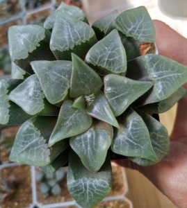 木叶克里克特  株幅将近10厘米,木叶纹,受养殖环境缺光所限