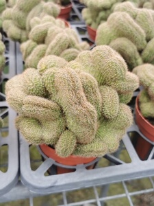 仙人球白檀缀化