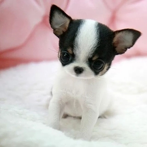 纯种吉娃娃幼犬小型迷你茶杯犬不掉毛活体家养宠物狗