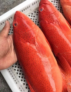 淘宝价格:130.0006130.