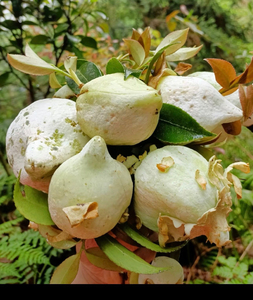 罕见野果新鲜野生水果茶泡茶苞茶耳茶片野果茶苞茶果茶耳