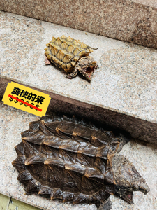 ygz20110906淘宝变大wg,变异大鳄龟,【变异大鳄wg】背甲15-16cm出头