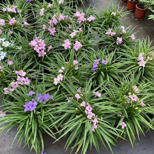 矮生翠芦莉花卉盆栽花苗四季开花盆绿植懒人花植物室内阳台盆栽