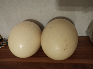 新鲜鸵鸟蛋食用农家自家养殖驼鸟禽蛋比鹅蛋大立夏撞蛋端午节包邮