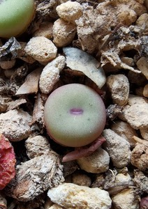 1380b小红嘴肉锥