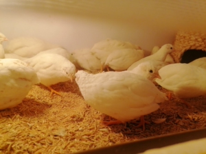 牛牪犇网红小鸡迷你鸡纯白色小鸡苗阳台宠物鸡下蛋神器最小宠物鸡