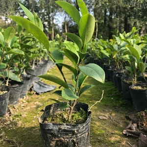 含笑花苗盆栽含笑花苗四季开花含笑花浓香花卉客厅室内芳香植物