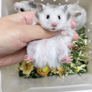 (40一只包邮)长毛金丝熊仓鼠 长毛纯银.长毛奶牛.长毛杂银