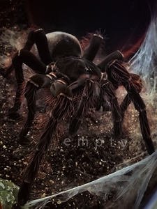 亚马逊巨人捕鸟蛛tb