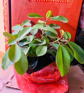 榕树云南红河大也榕好养四季常绿上水石吸附盆景随机发货带土包邮