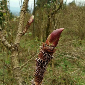 野生红刺包树苗 刺老芽苗 刺嫩芽苗 刺儿包树苗 新鲜蔬菜水果